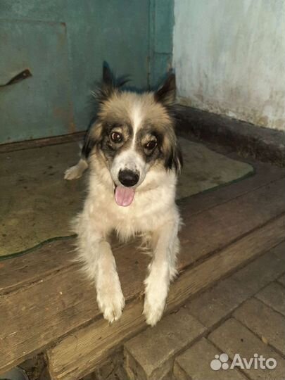 Собака в добрые руки