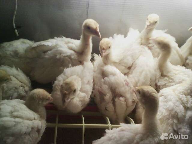 Индюшата один месяц. (Или Обменяю на гусят) - купить в Ирбите, цена 300 руб., пр