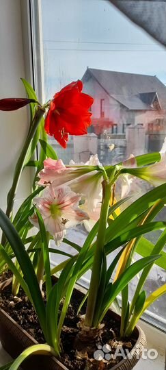 Цветы домашние: фикус, замиакалькас