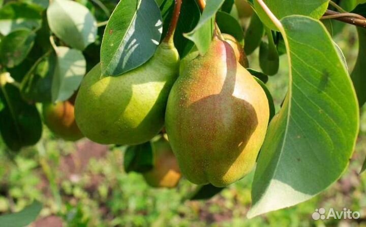 Саженцы груши Чудесница
