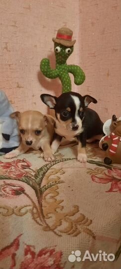 Девочки чихуашки