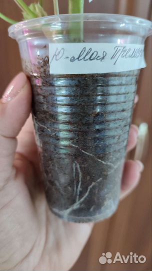 Пеларгония Ю-Моя Прелесть