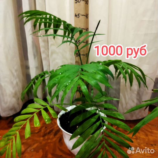 Пальма хамедорея