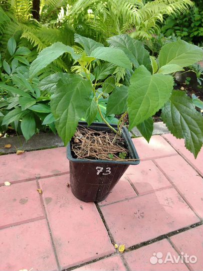 Гортензия древовидная Анабель