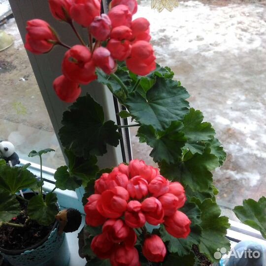 Пеларгония Red Pandora