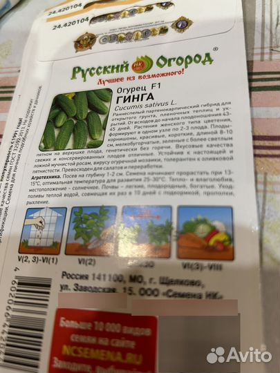 Рассада огурцов