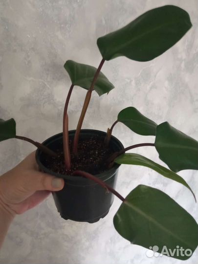 Обмен филодендрон на фикус