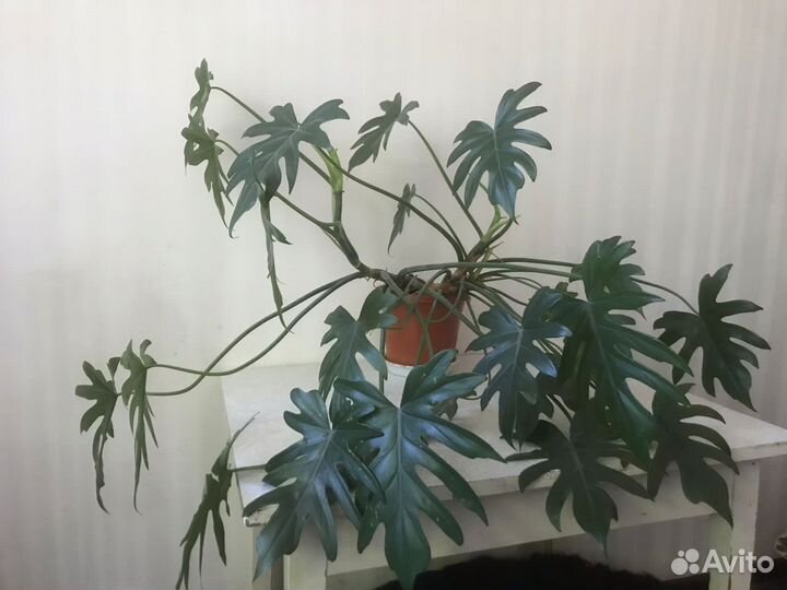 Филодендрон лучистый