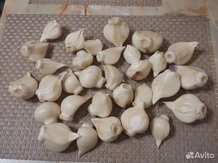 Суворовский лук