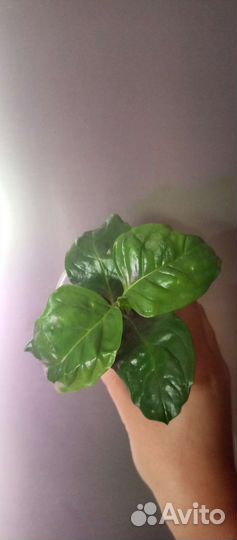 Кубанола