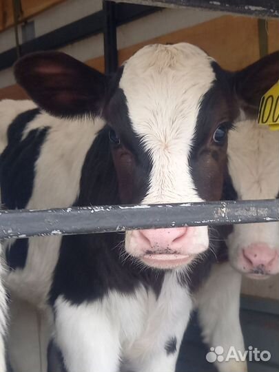 Телята бычки