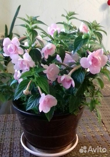 Ахименес Double pink rose