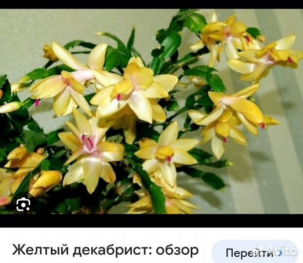 Сортовые декабристы