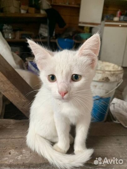 Котята белые