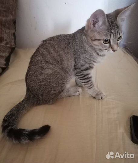 Кошечка котенок