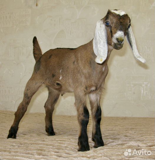 Англо – Нубийские Козочки, 100 чистопородные