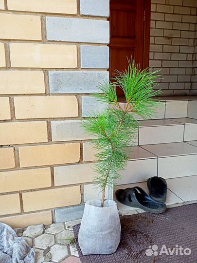 Саженцы сибирского кедра