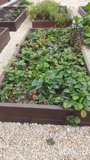 Клубника ремонтантная Виктория