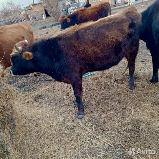 Корова дойная Телки Бычки