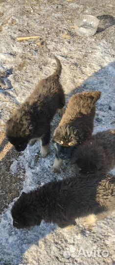 Щенки хотошо