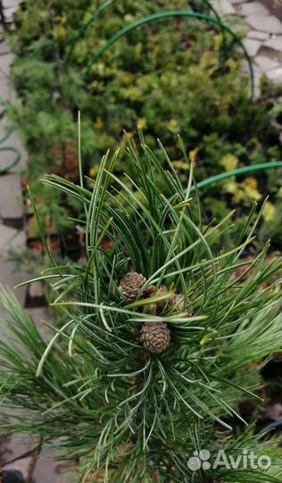 Кедр Сибирский привитый