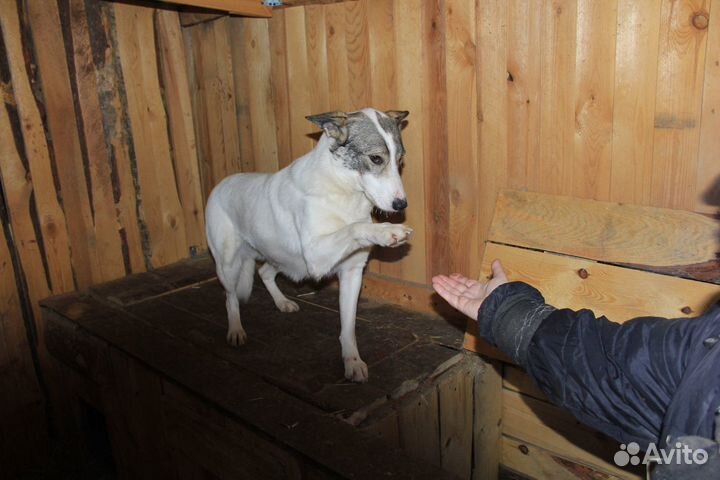 В добрые руки