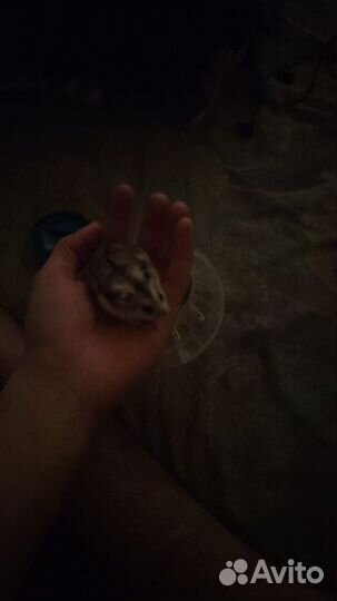 Джунгарский хомяк бесплатно