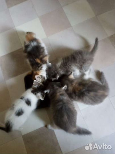 Котята в добрые руки