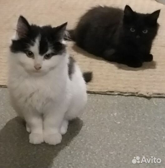 Пушистые котята в добрые руки