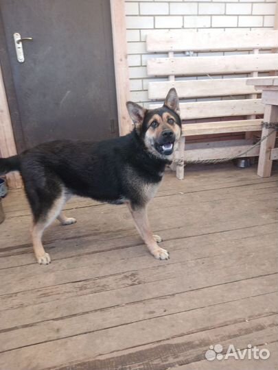 Немецкая овчарка