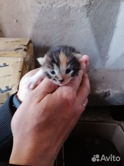 Котенок в добрые руки