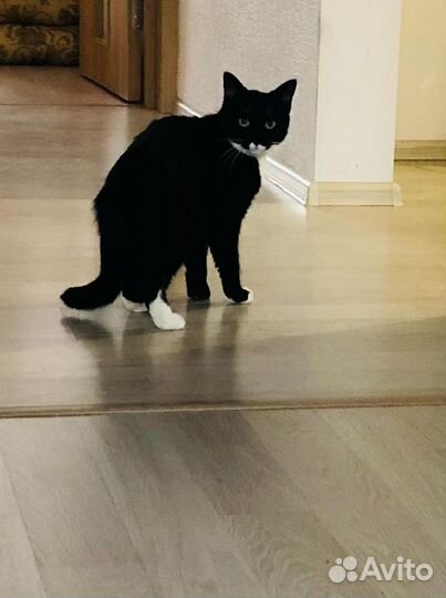 Тома,молодая киса в поисках семьи