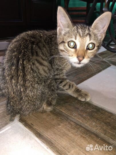 Котёнок безпородный