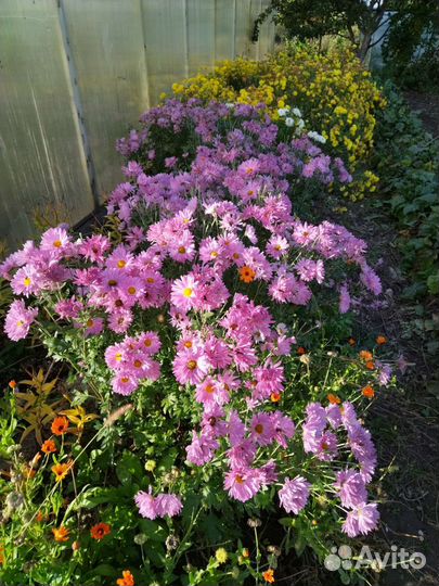 Многолетние садовые растения