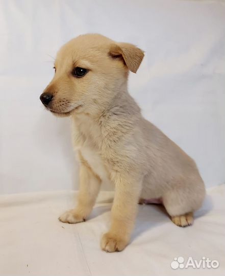 Отдам щенков в добрые руки