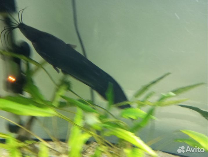 Мешкожаберный сом