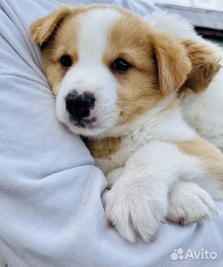 Разные собаки и щенки в добрые руки