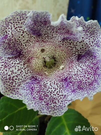 Глоксиния цветущая