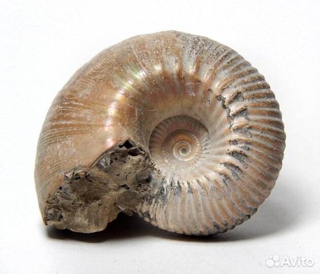 Аммонит Eboraciceras carinatum