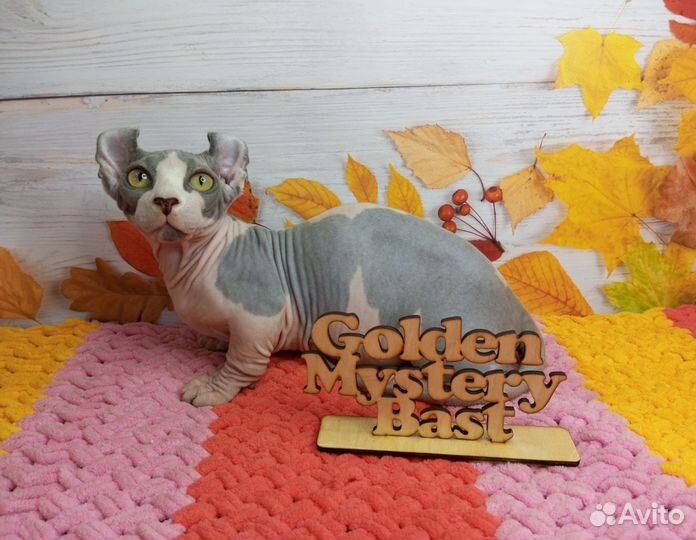 Сфинкс Двэльф