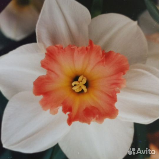 Луковицы сортовых нарциссов в миксе