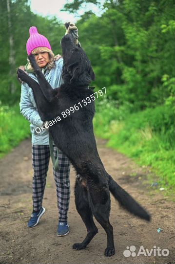 Собака в добрые руки