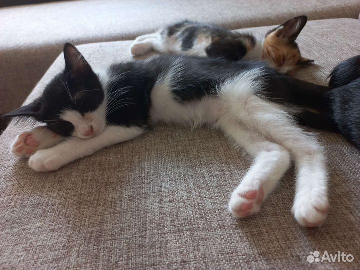Котята в добрые руки