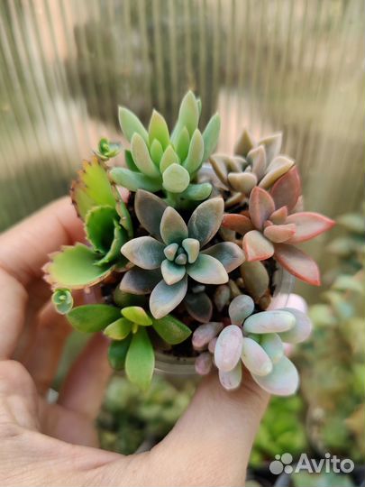 Садик композиция из суккулентов