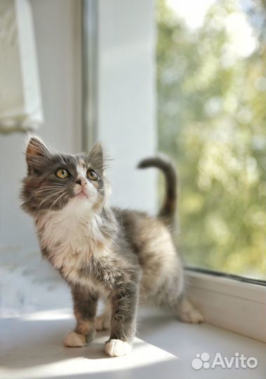 Отдам в добрые руки кошечек
