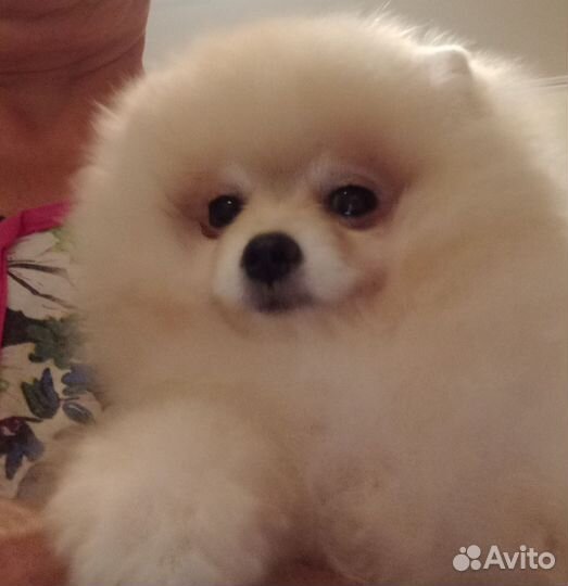Померанский шпиц мини девочка