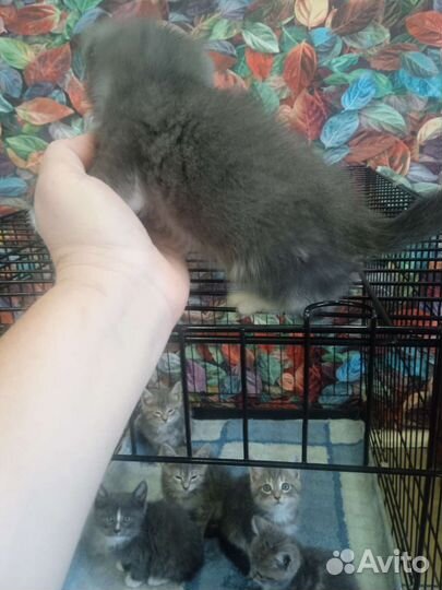 Кошка