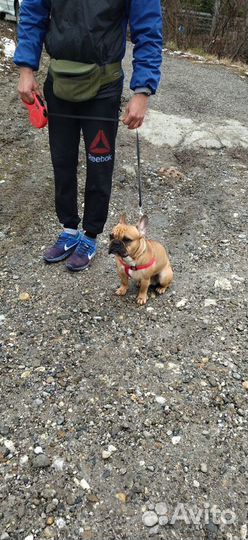 Дрессировка собак