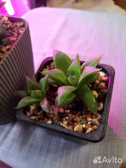 Комнатные растения