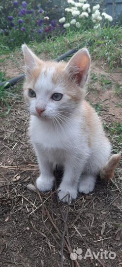 Котята в добрые руки бесплатно мальчик и девочка